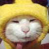 Coral Fleece Patterned Pet Clothes